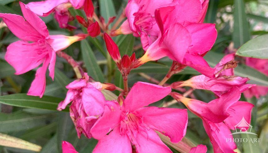 Glowing magenta flowers at its peak.