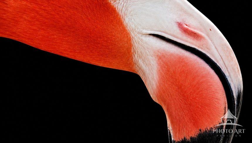 An Adult Male Pink Flamingo
