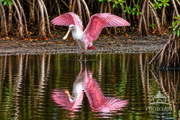 Adult Roseate Spoonbill splashing for his midday bath