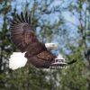 "Graceful Predator" presents an extraordinary moment of primal beauty—an American Bald Eagle