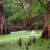 In the verdant heart of North Central Florida, where the Santa Fe River winds through ancient