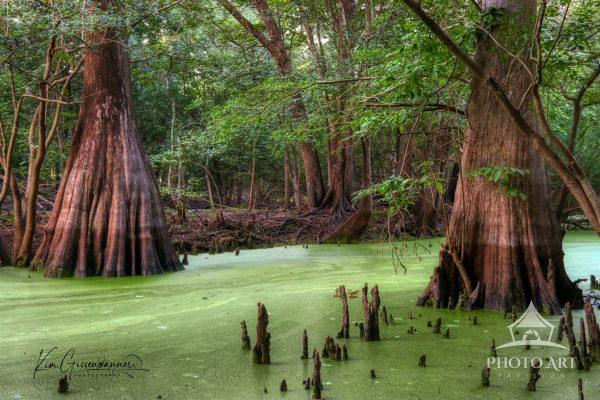 In the verdant heart of North Central Florida, where the Santa Fe River winds through ancient