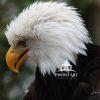 In this striking close-up profile, an American Bald Eagle commands attention with an intensity that