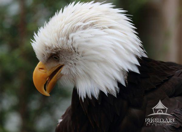 In this striking close-up profile, an American Bald Eagle commands attention with an intensity that