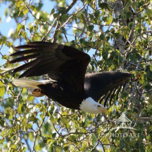 Graceful Predator presents an extraordinary moment of primal beauty—an American Bald Eagle caught