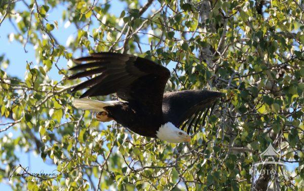 Graceful Predator presents an extraordinary moment of primal beauty—an American Bald Eagle caught