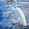Captured in the crystalline waters of Key Largo, Florida, this magnificent Great White Heron