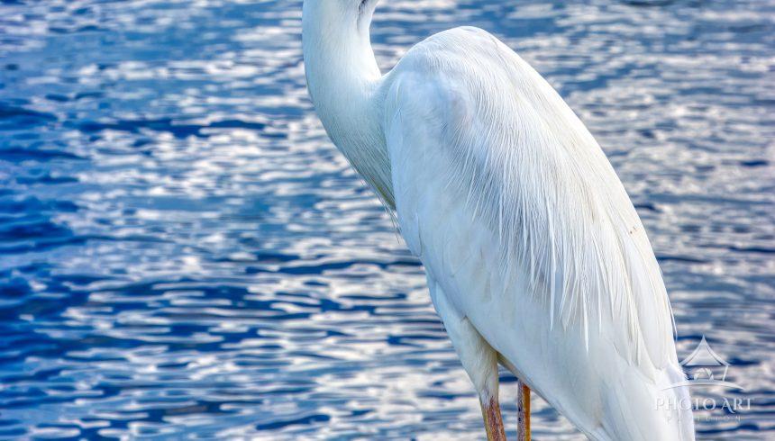 Captured in the crystalline waters of Key Largo, Florida, this magnificent Great White Heron