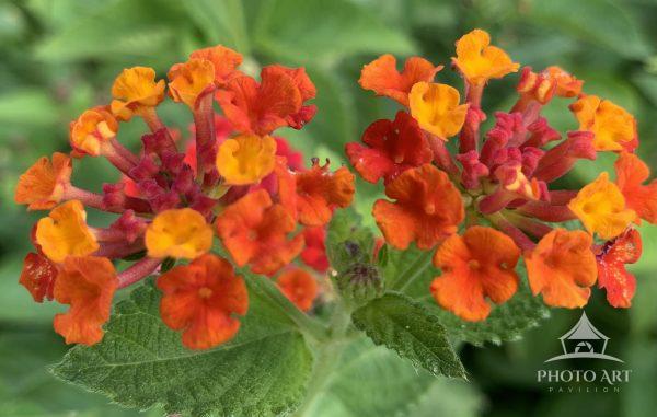 Enjoy the energizing aura of of shades of orange and red flowers that adorn the streets of Beer