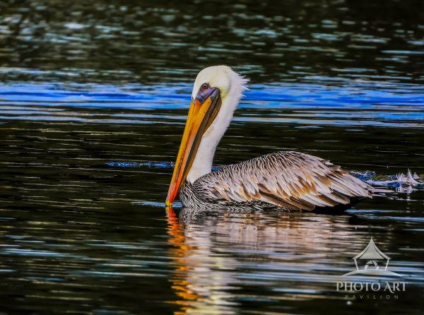 Beautiful Juvenile Brown Pelican, in mating colors, coasting along in Lake Eola