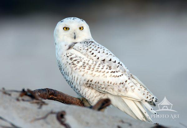 This photograph shows a young Snowy Owl resting on the beach dunes at Assateague Island. These birds