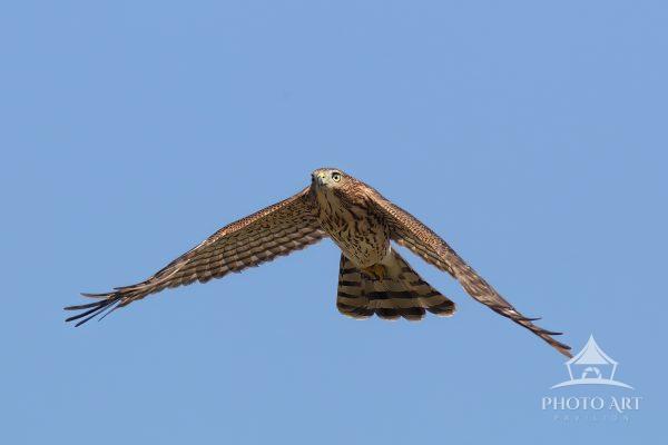 This photograph shows a young, immature Cooper's Hawk flying directly toward the camera. The fast