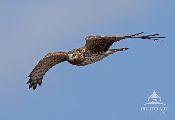 This photograph shows a female Northern Harrier, traditionally called a Marsh Hawk, hunting as it
