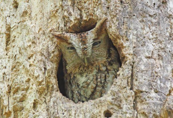 This photograph shows a rufous phase Eastern Screech Owl tucked inside a tree thirty feet in the