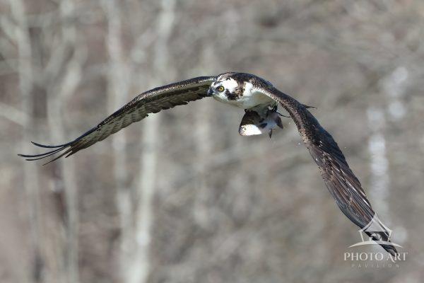 A crisp afternoon moment along a quiet tidal river. This photograph features an Osprey as it returns