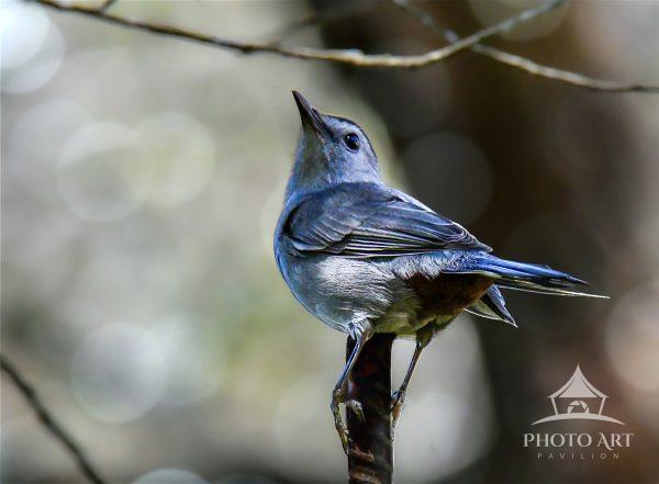 A grey catbird with vivid blue feathers caused by shadows, is perched gracefully on a branch, framed