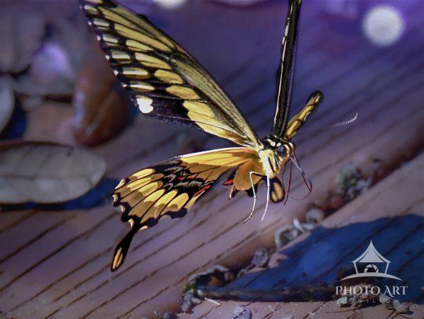 A vibrant butterfly hovers over a wooden surface, showcasing its striking yellow and black wings.