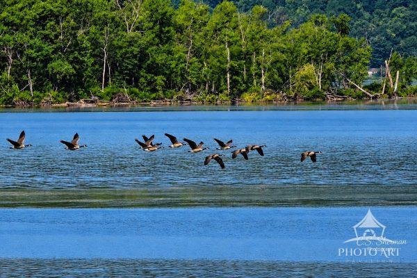 A flock of Canadian Geese, flying low over the Great Mississippi River, looking for lunch