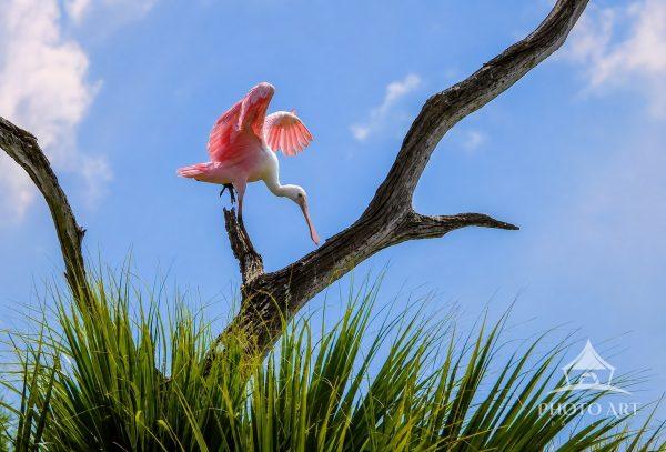 A Roseate Spoonbill hanging out in one of the trees available at Circle B Bar Reserve