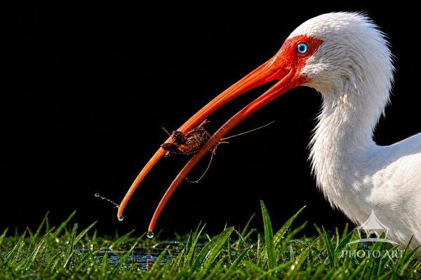 American White Ibis catching a crayfish for lunch