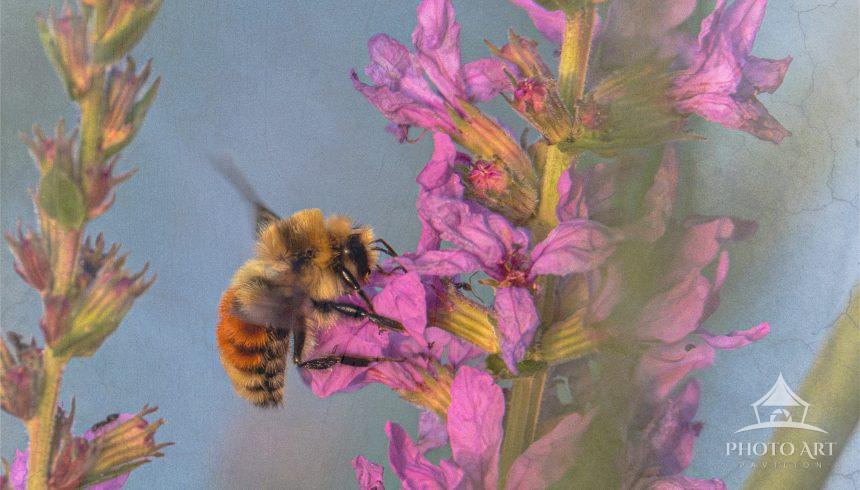 This close-up photograph of a bee on vibrant purple blossoms brings a touch of nature’s elegance and