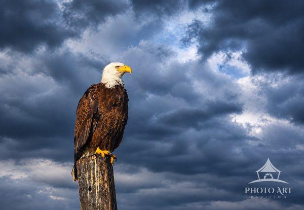 American Bald Eagle sitting atop an abandoned telephone pole, upon the arrival of a storm.