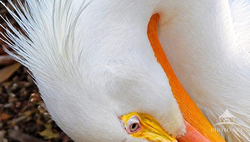 Great White Egret doing a little groomimg