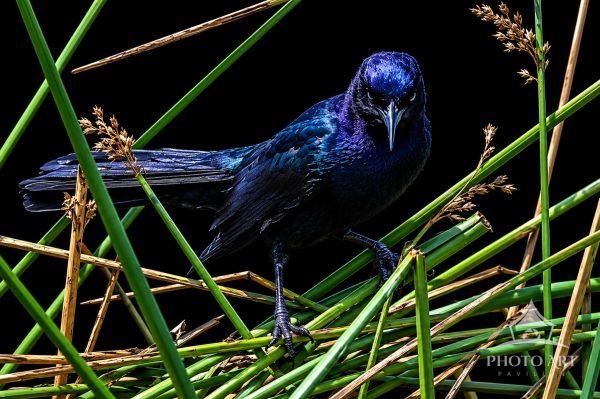 Common (blue) Grackle appearing to try and hide in some thick brush