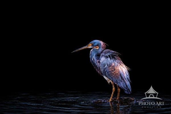 Tri-Colored Heron in shallow waters looking for fish