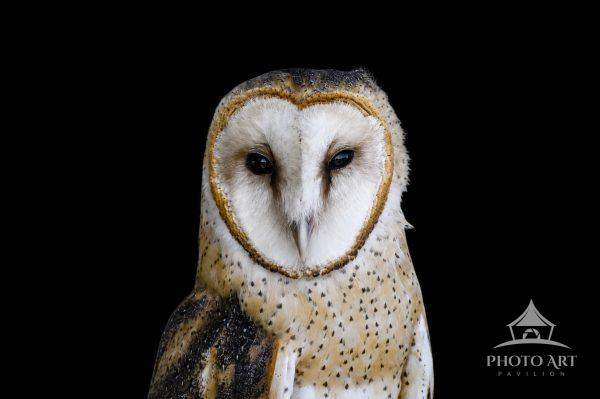 Beautiful Barn Owl posing for his photograph