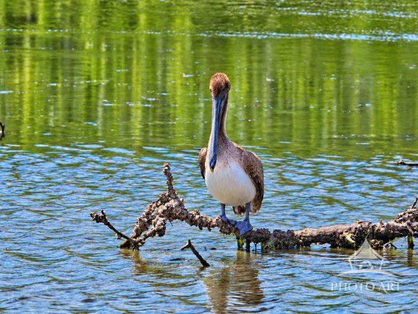 Juvenile Brown Pelican hanging out on some driftwood