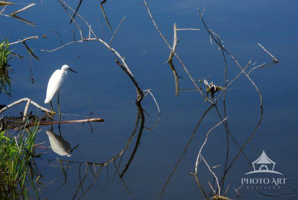 Snowy Egret resting on a twig in the water, waiting for lunch to swim by