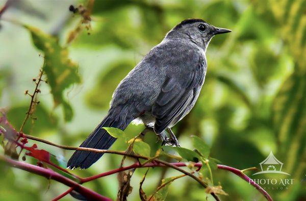 A gray catbird perched on a branch amidst a lush green background. The bird's feathers are detailed