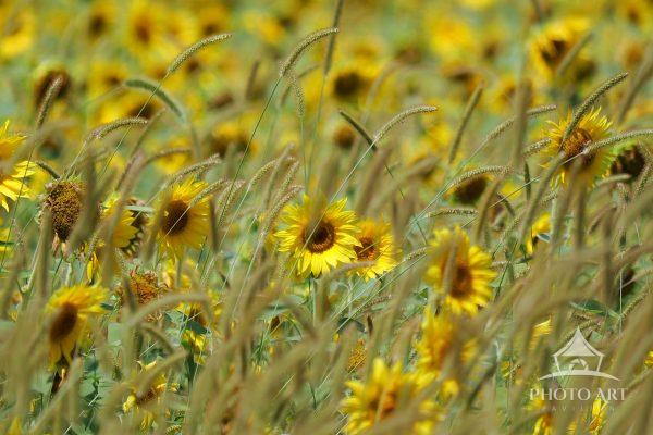 A field of sunflowers in Thompson Park, Lincroft / Middletown, New Jersey.